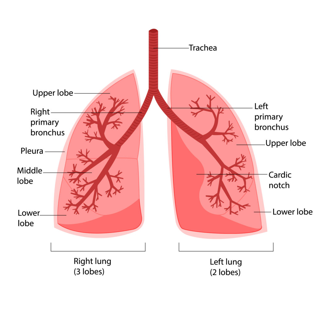 Απεικόνιση του ανθρώπινου πνεύμονα 1 από την Lung Cancer